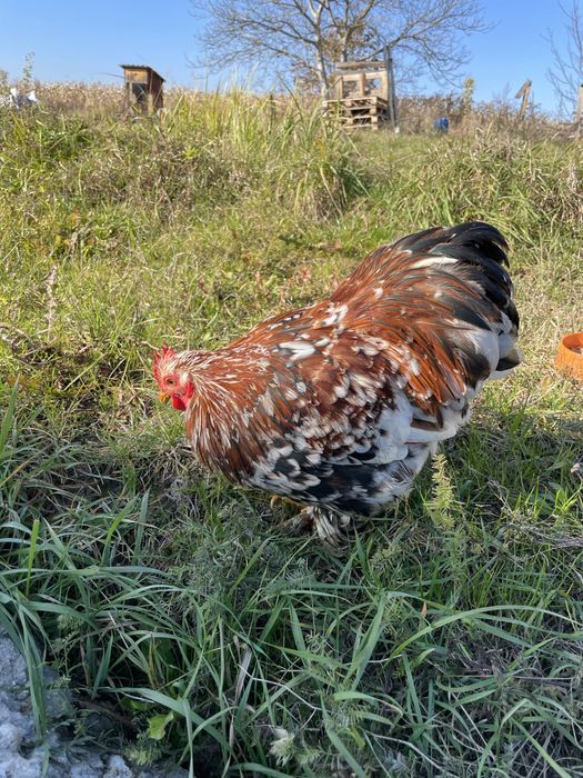 Kogut kogucik, kochin karzełek miniaturowy, odmiana barwna porcelanowa