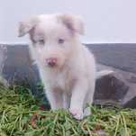 Border Collie com Pedigree