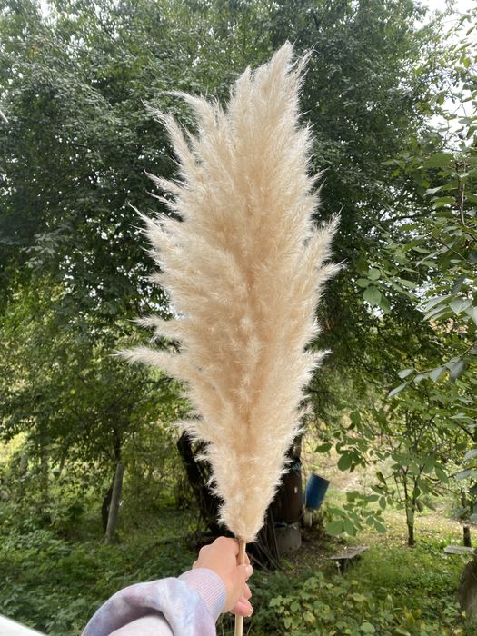 Пампас, пампасная трава, кортадерия, сухоцвіти