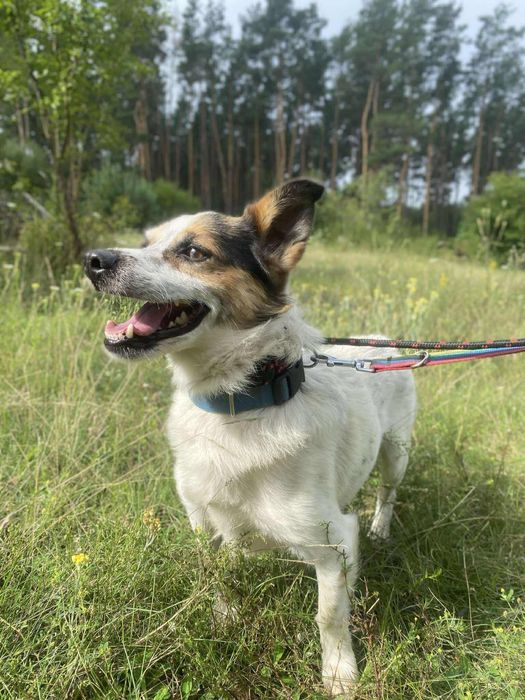 Uśmiechnięty Morus - kandydat na Twojego przyjaciela!