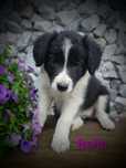 Border collie śliczna suczka przebadani rodzice