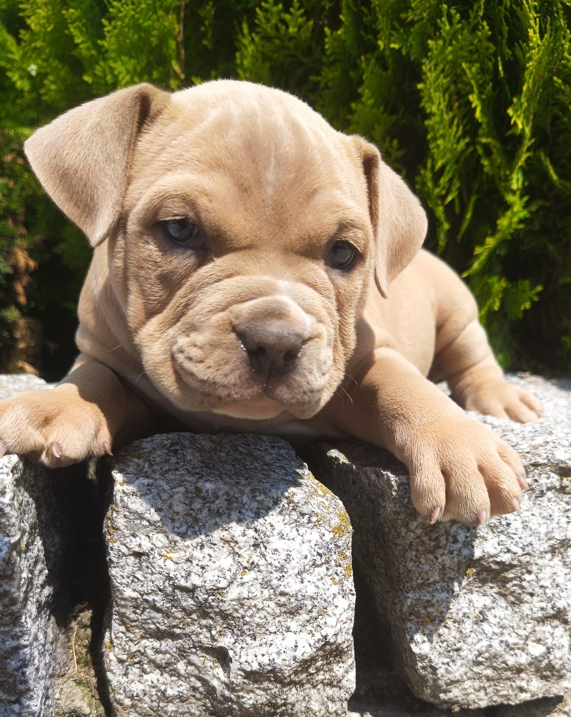 Sprzedam Pieska amerycan bully