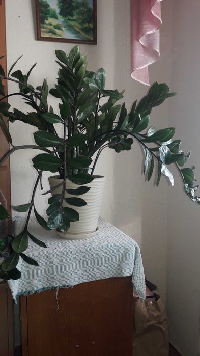 Заміокулькас (доларове дерево) у стильному керамічному горщику