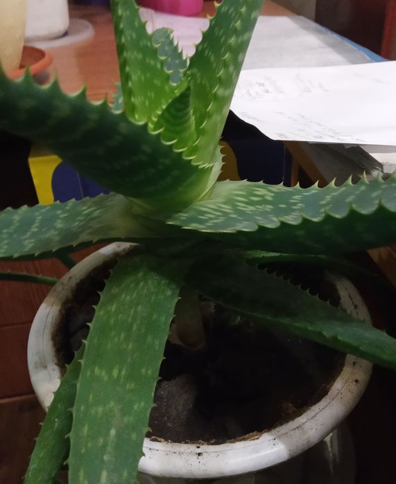 Продам Алоэ (несколько видов)