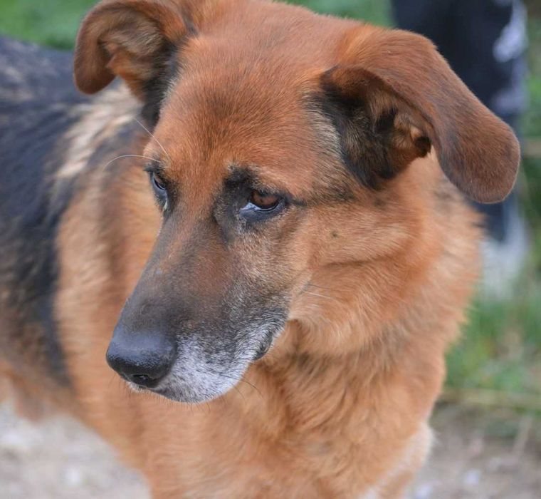 Kapsel szuka spokojnego domu!