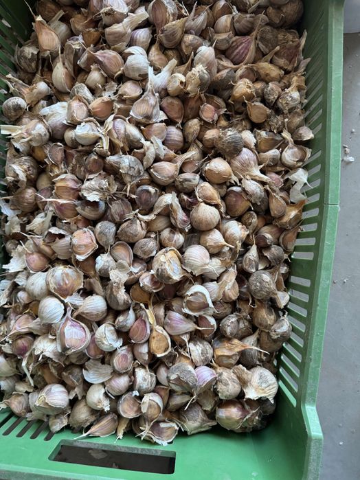 Czosnek lubasza zabki