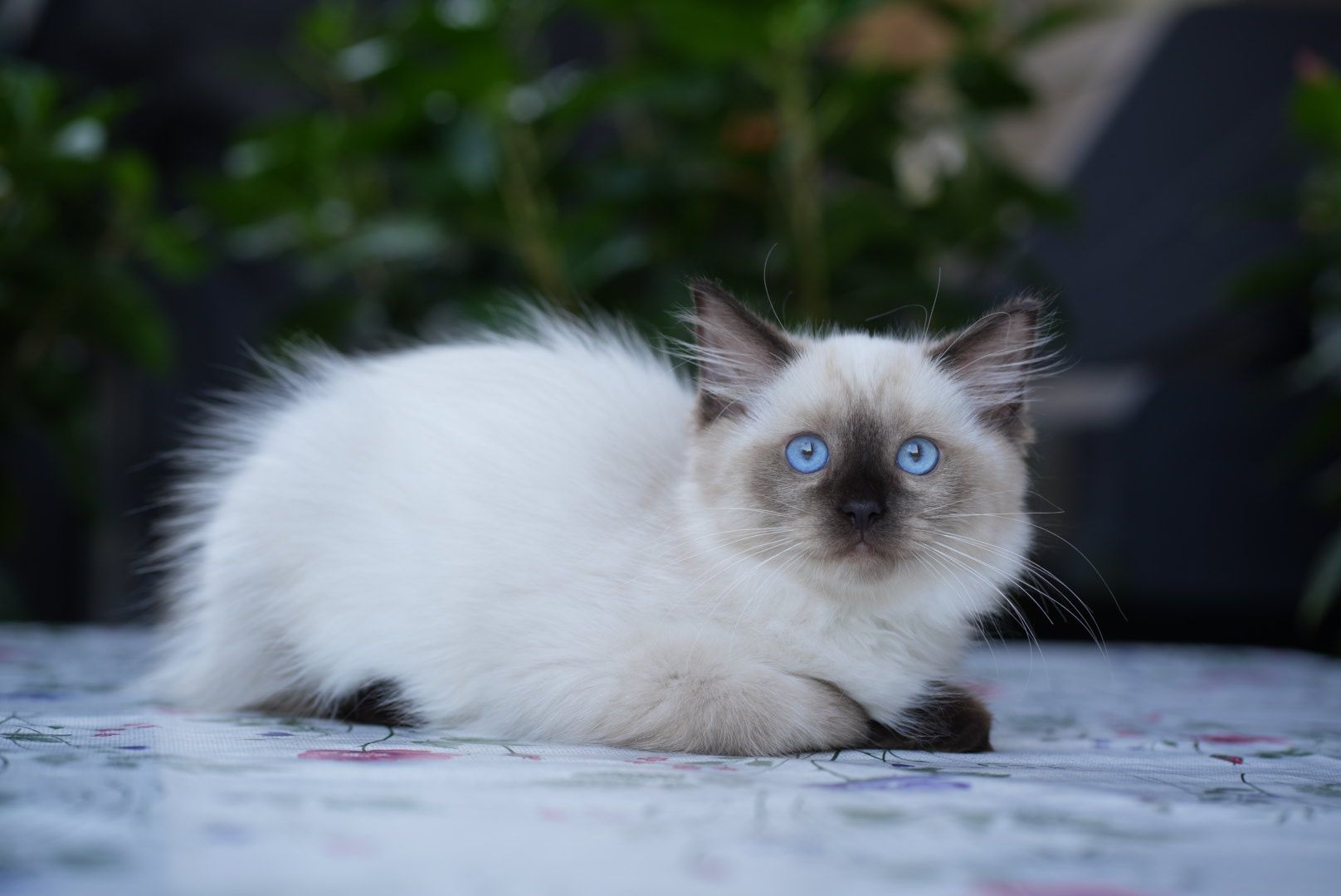 Kocurek ragdoll odbiór sierpień