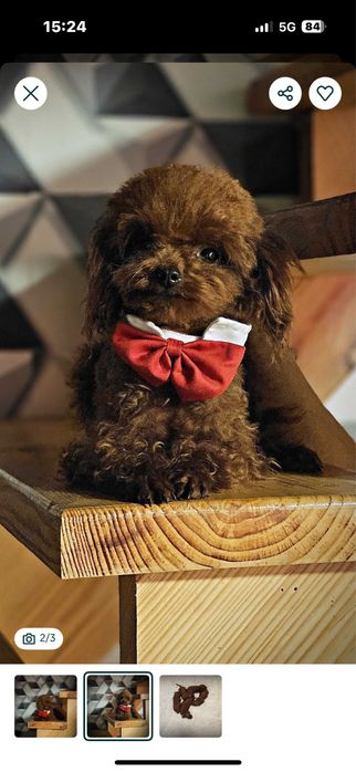 Pudel Toy Red – śliczna suczka z rodowodem i wyprawką. Rezerwacha