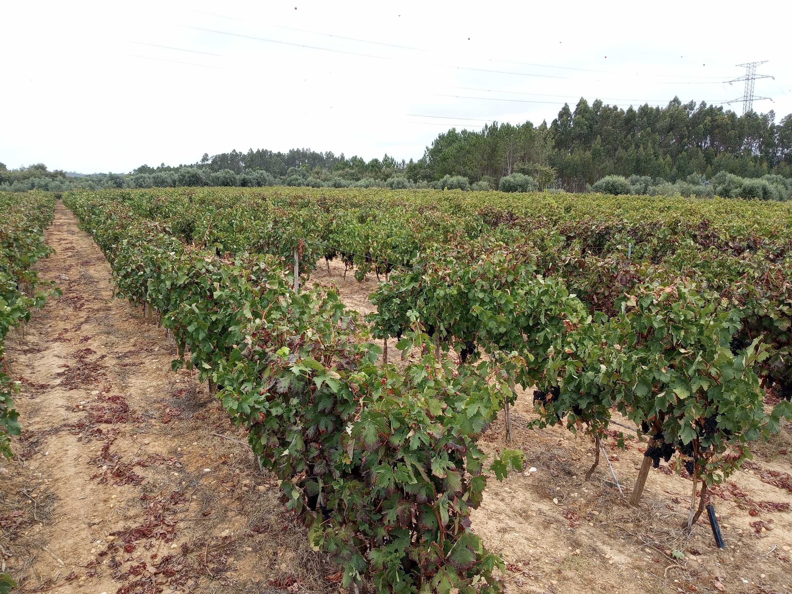Vinha jovem com perto de 2 hectares