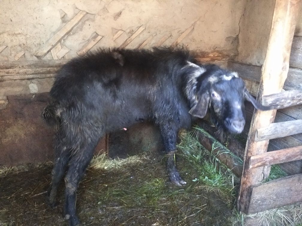Продам козла, коз, козлят