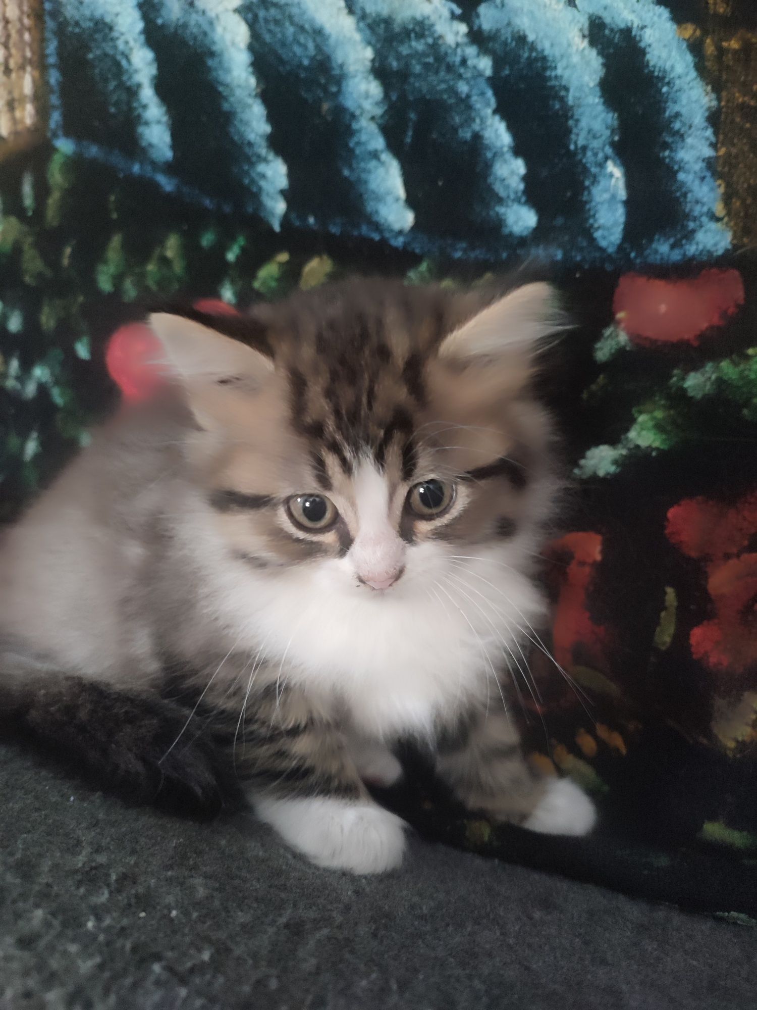 Котик,кот пушистый бесплатно