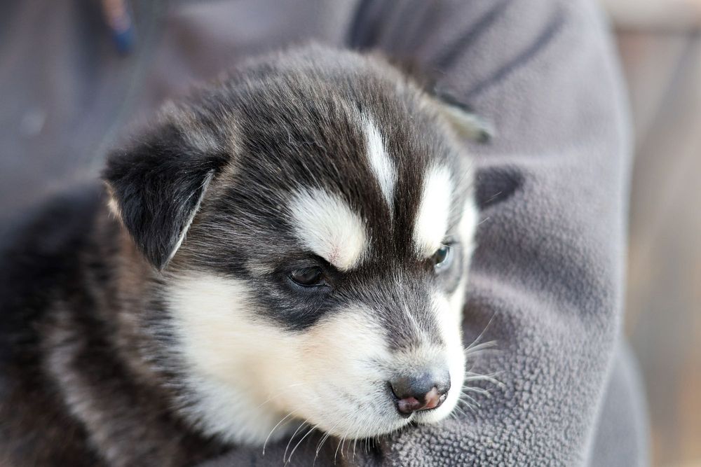 Piękny Szczeniaczek Siberian Husky z dokumentami i rodowodem