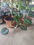 Scindapsus pictus