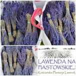 Bukiety lawendy i woreczki