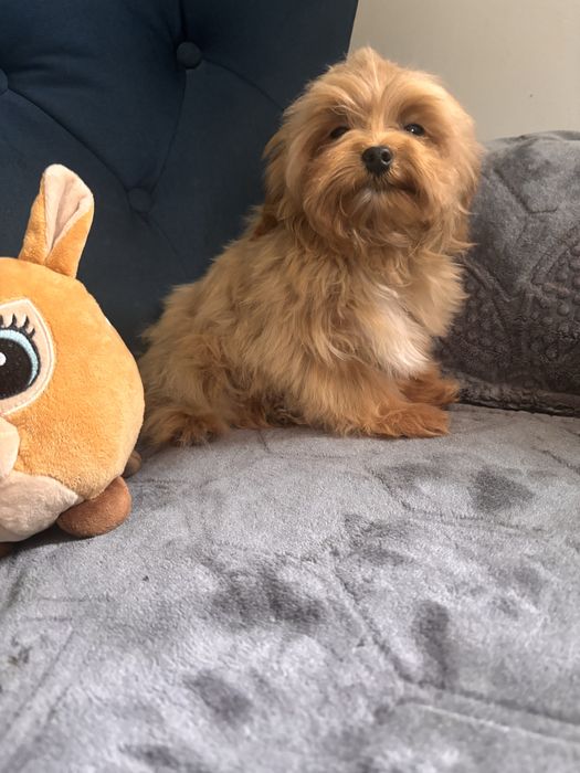 Maltipoo hybryda maltańczyk-pudel toy chłopiec