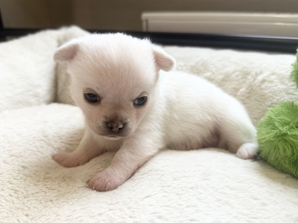 Chłopiec krótkowłosy chihuahua FCI