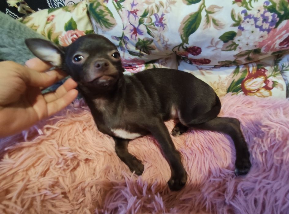 Cudowny odchowany piesek Chihuahua gorzka czekolada.Rodowód 4pokolenia