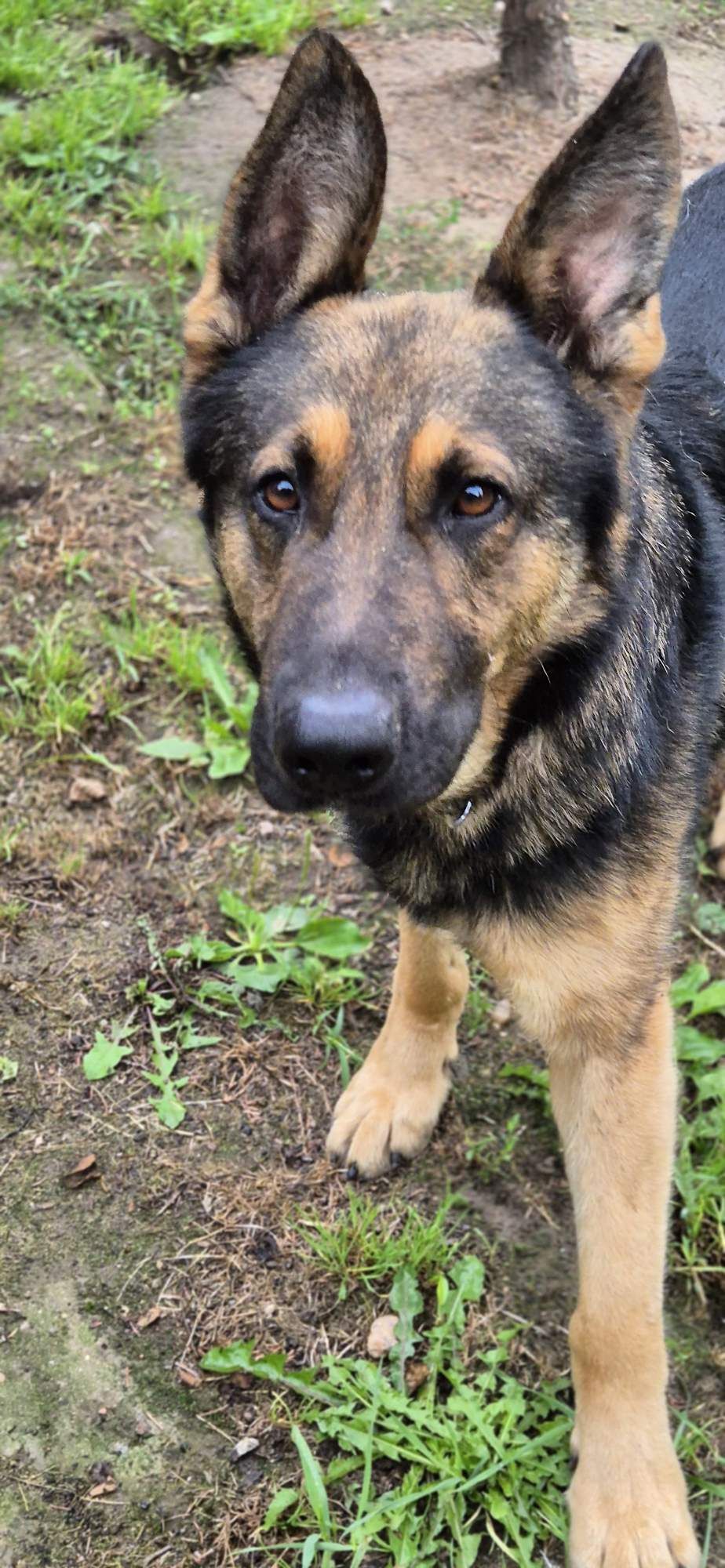 Piesek około 1.5 roku