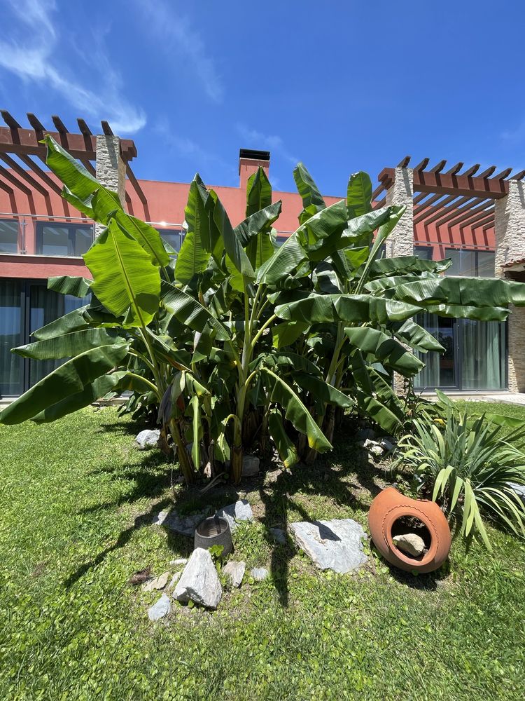 Bananeira 2.5metros com raiz + bambu + palmeira