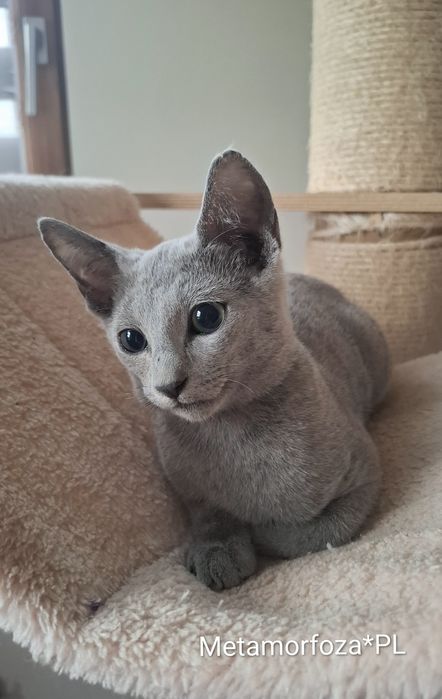 Kocurek rosyjski niebieski - gotowy do odbioru