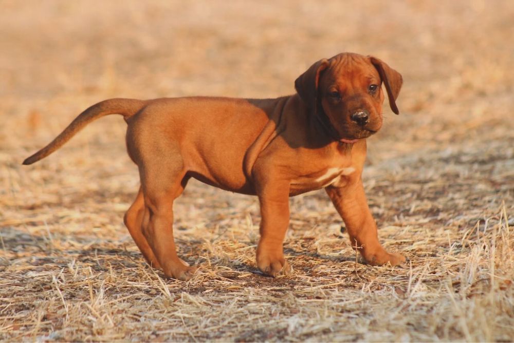 Cachorra Leão da Rodésia