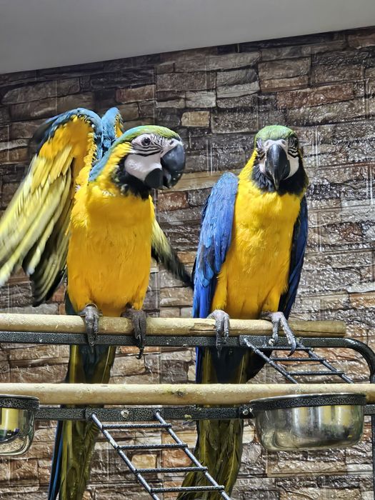 Casal Araras Araraunas 5/6 meses acabar Criar mão