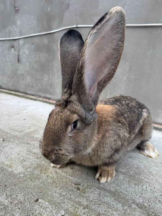 Króliki olbrzym belgijski samice