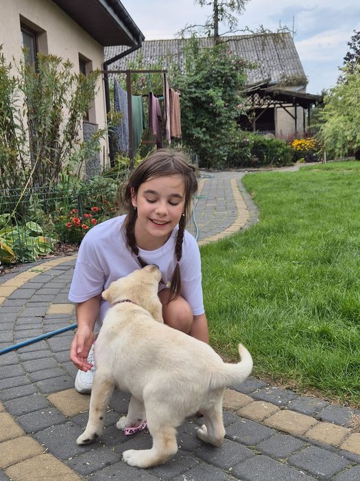 Labrador retriever piesek