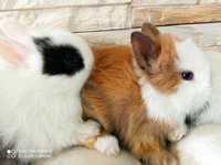 królik miniaturka lewek , długowłose króliki karzełki-GARWOLIN