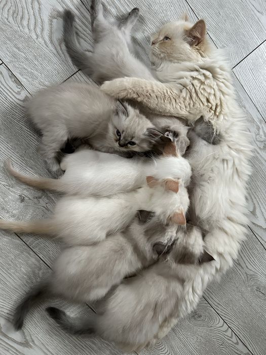 Британські 4 Кошенята для Люблячих Хазяів