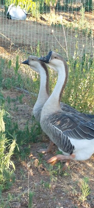 Vendo trio de gansos sinaleiros de barbela 2024