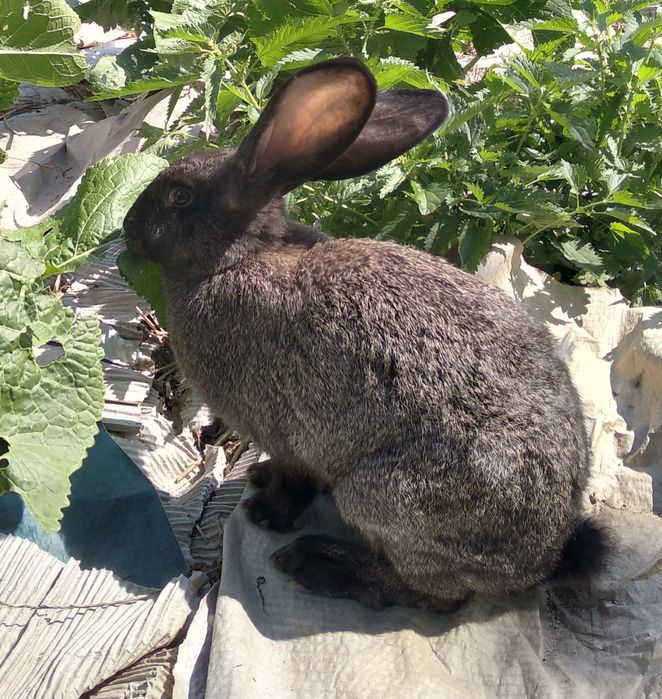 Króliki królik ładne zdrowe