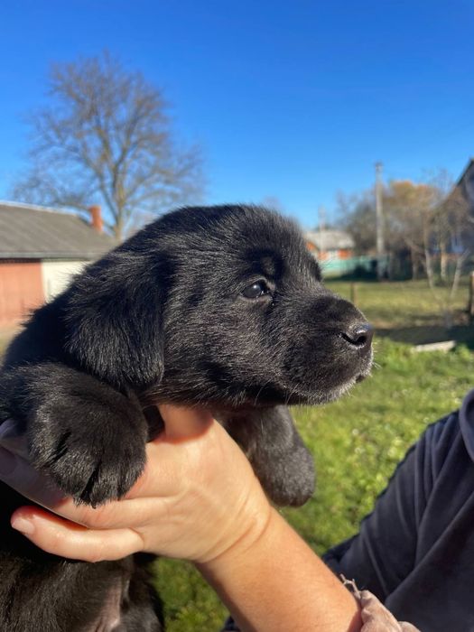 Цуценя метис( змішане походження ,мама лабрадор)