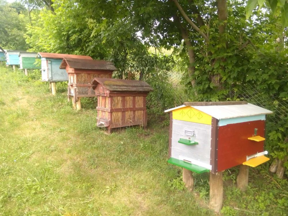 Продам мед з власної пасіки