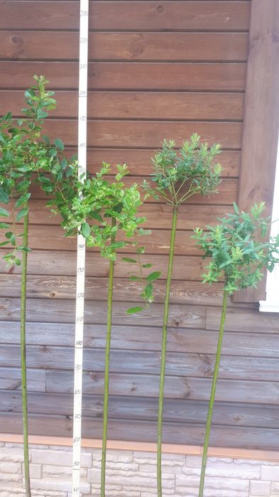 Верба штамбова Хакуро-Нішикі