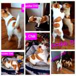 Piękne umaszczenie !!! suczka Jack Russell krótkie nózki rodzice w hod