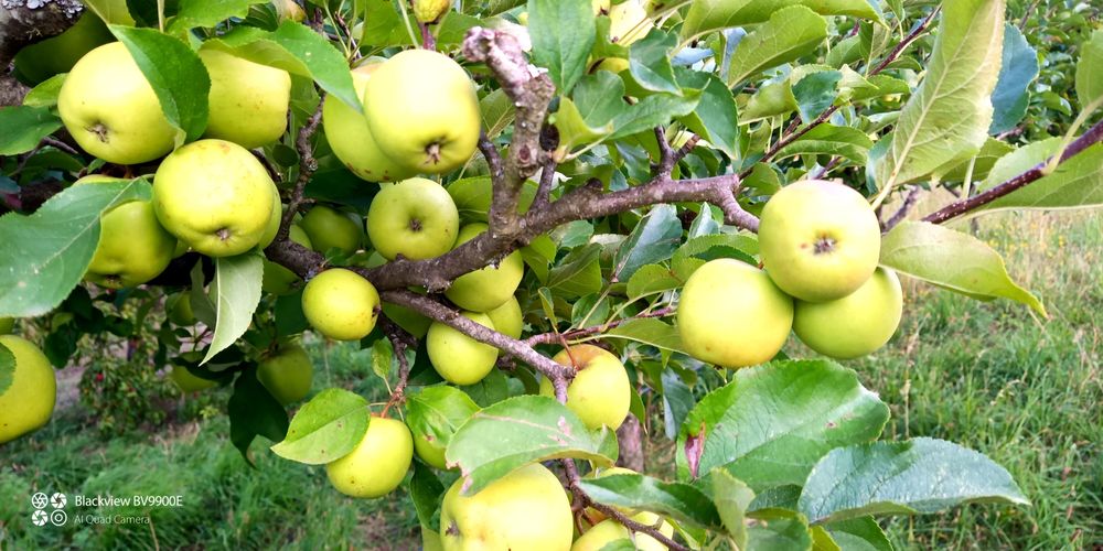 Frutas biológicas