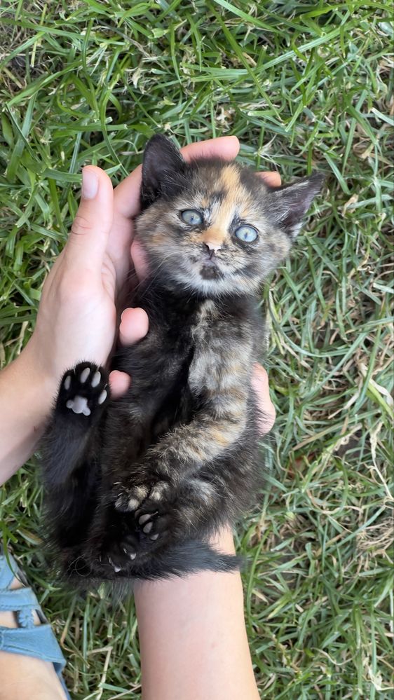 Віддаємо кошенят в добрі руки. Котики/киця/кіт/кошеня
