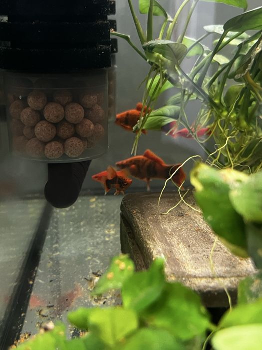 Sprzedam samce marble alfa i red ruby