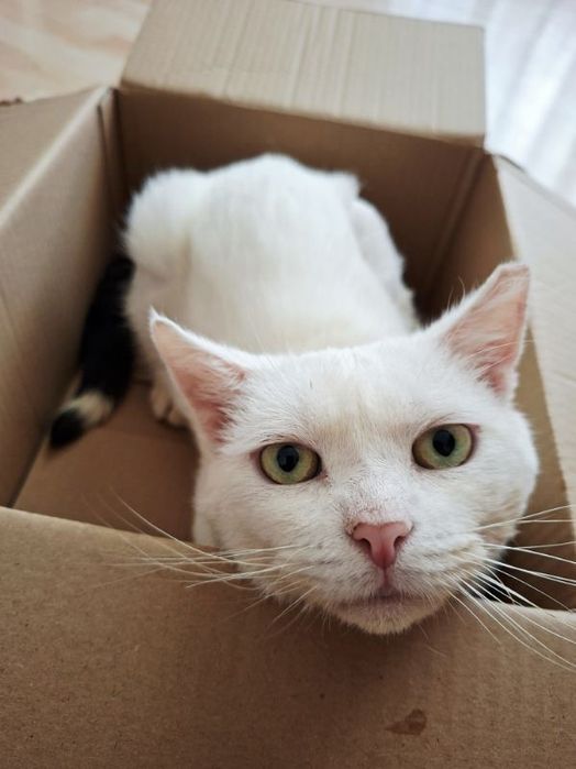 Śnieżynek do adopcji