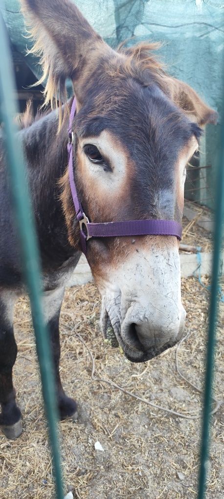 Burro mirandês vendo ou troco
