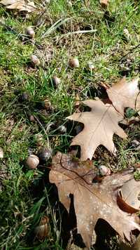 мох сфагнум лесной мох желуди жолуді сухоцвіти гербарій
