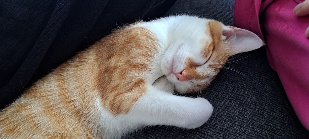 Oddam kota rudo-białego