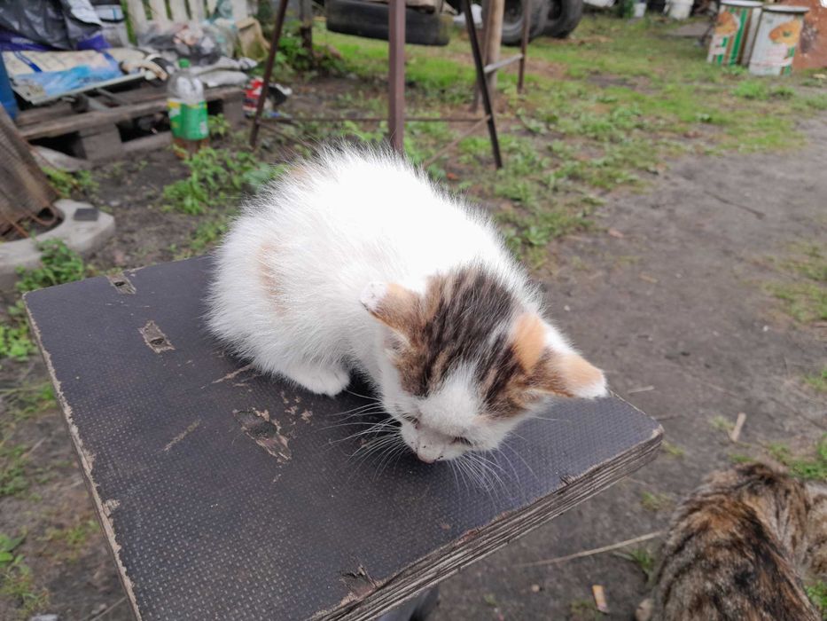 Kotek kot,samiczka 7 tygodni.ta jasna.