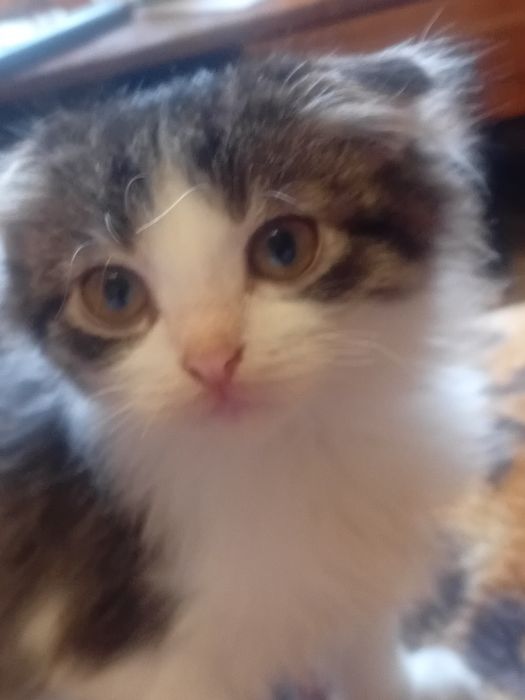 Котик,британец,пушистый