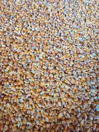 Кукурудза. Пшениця Суха кукурудза на корм