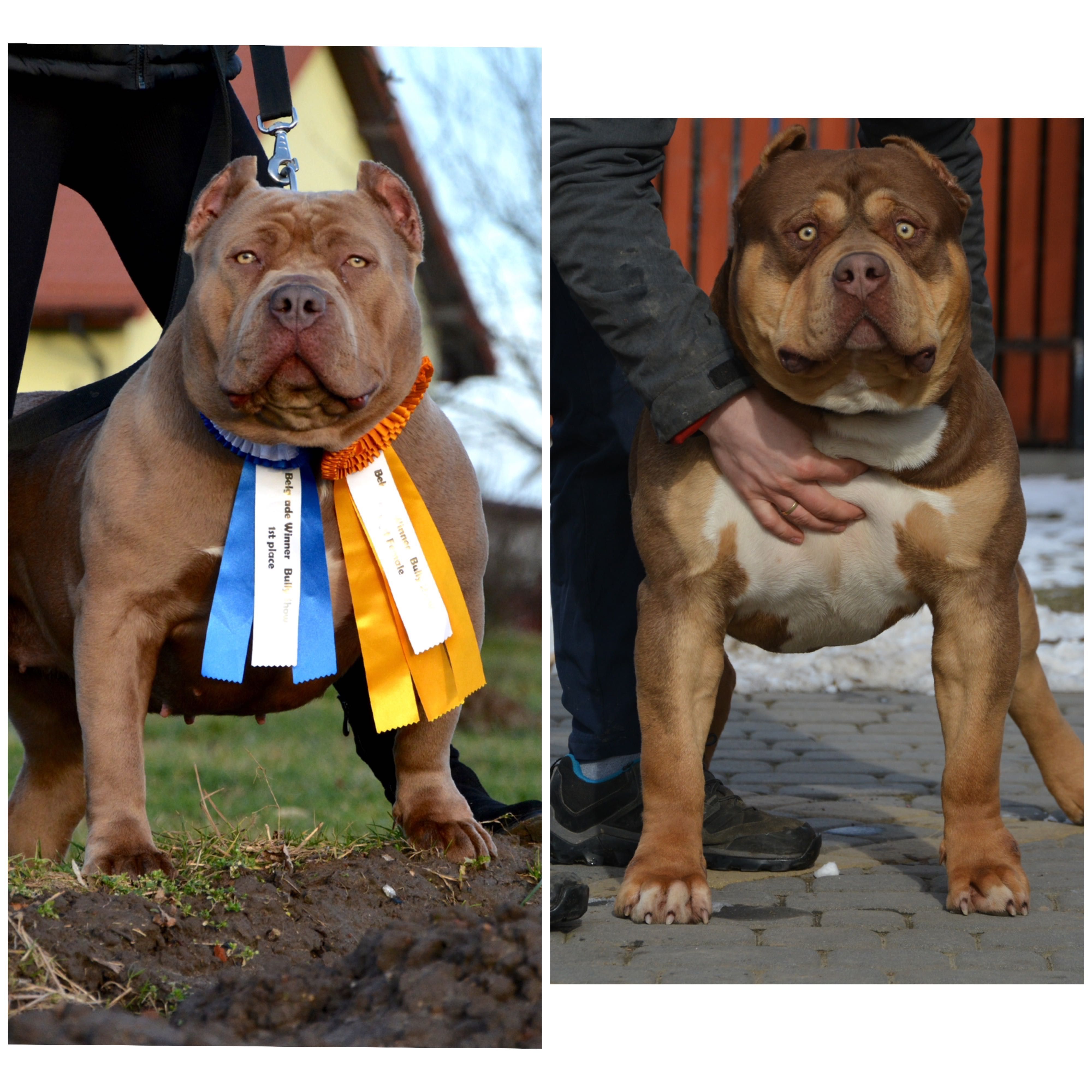 American Bully XL Suczka Champion Bloodline