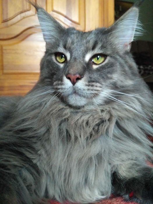 Передержка домашних кошек, котов. Перетримка тварин. Зооняня