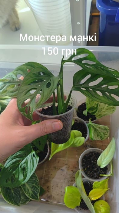 Продаю свої рослини