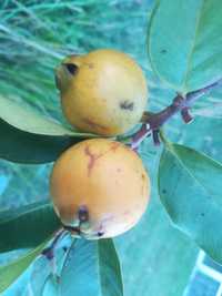 Araça Amarelo - Psidium cattleianum